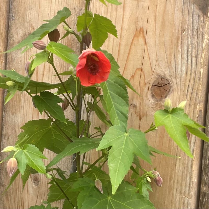 FLOWERING MAPLE