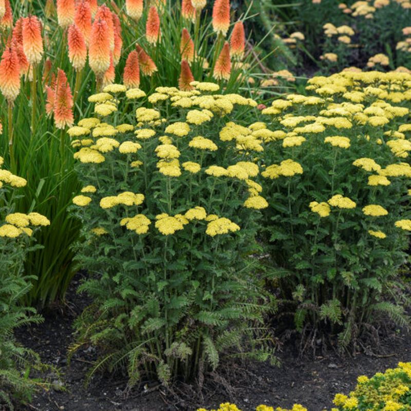 ACHILLEA FIREFLY SUNSHINE