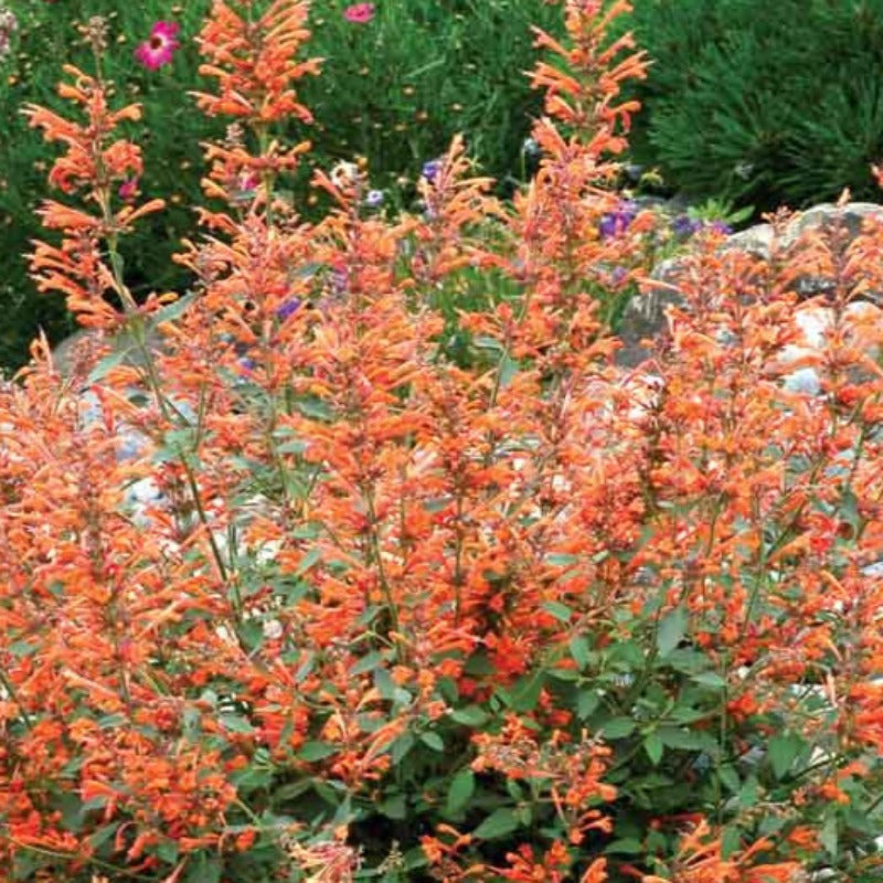 AGASTACHE KUDOS MANDARIN