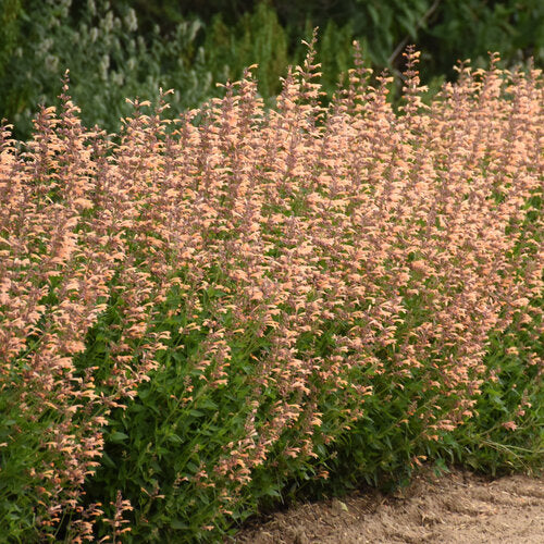 AGASTACHE QUEEN NECTARINE