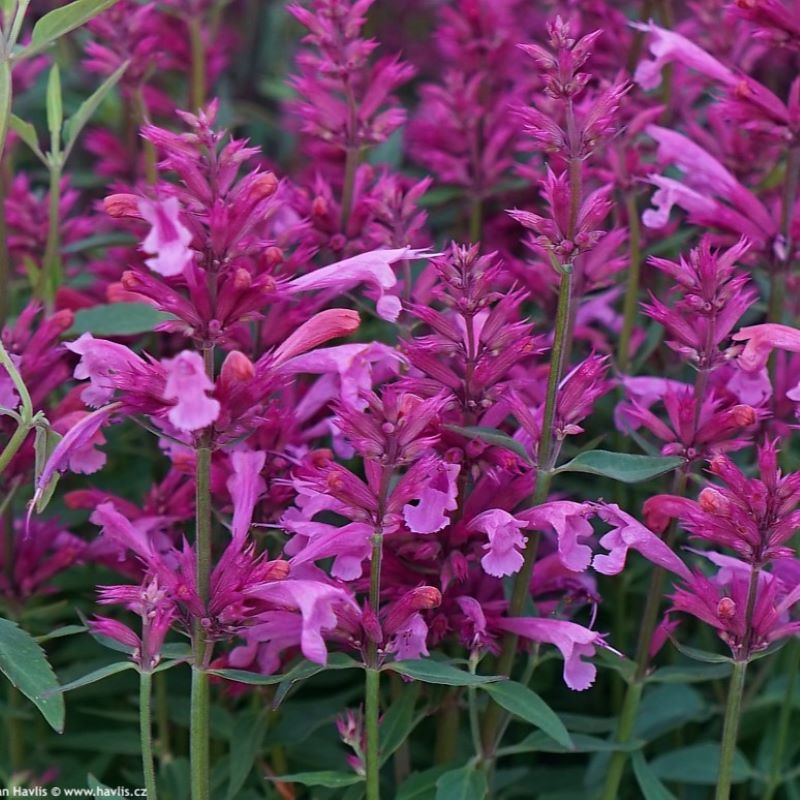 AGASTACHE ROSIE POSIE