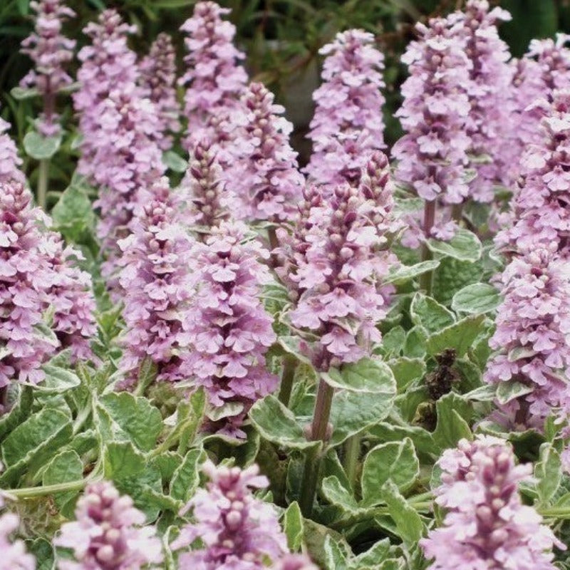 AJUGA PINK LIGHTNING