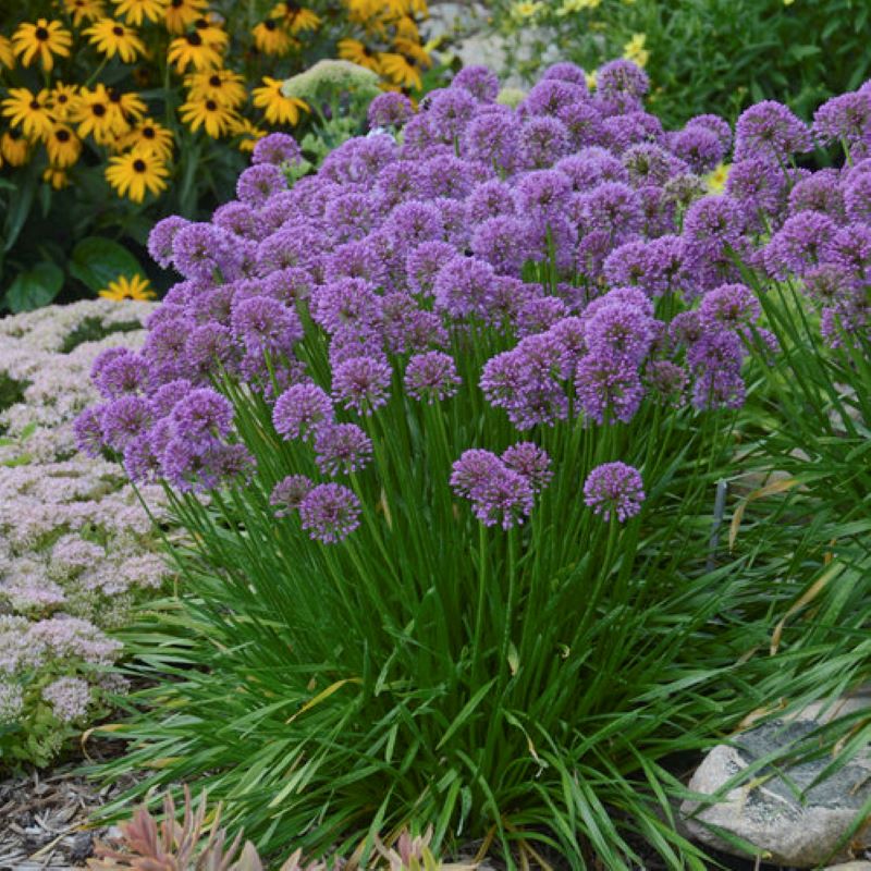 ALLIUM MILLENIUM