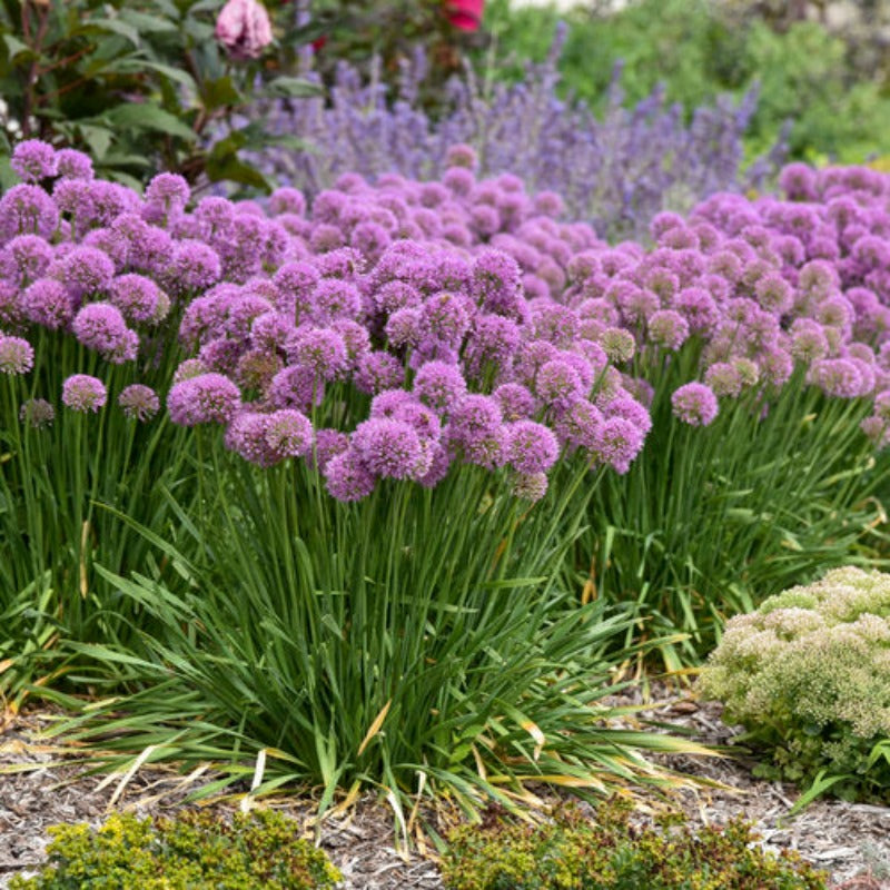 ALLIUM SERENDIPITY