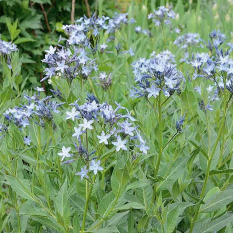 AMSONIA SALICIFOLIA