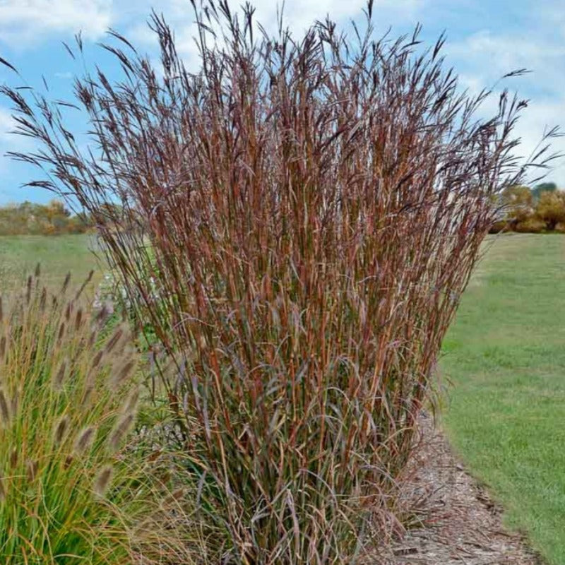 ANDROPOGON INDIAN WARRIOR