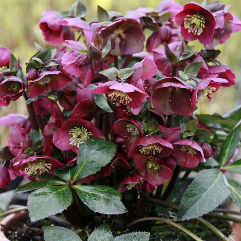 HELLEBORUS ANNAS RED