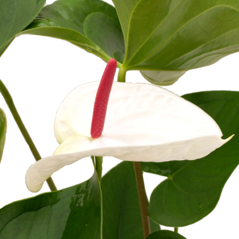 ANTHURIUM WHITE HEARTS