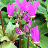 DODECATHEON APHRODITE