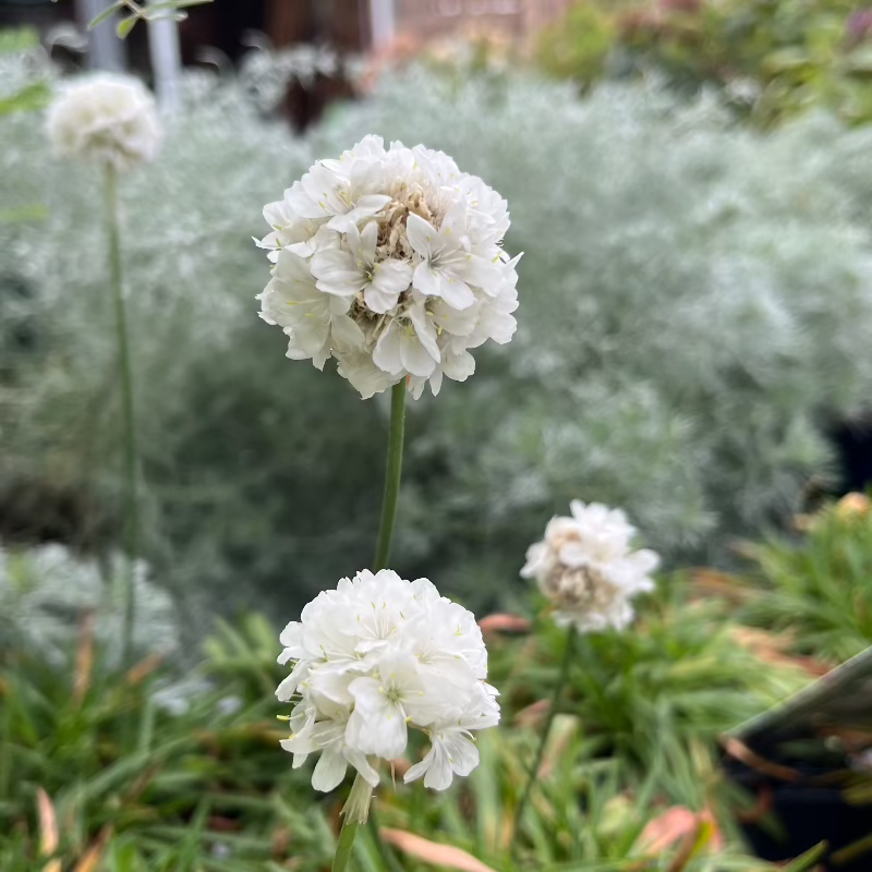 ARMERIA DREAMERIA DREAM CLOUDS