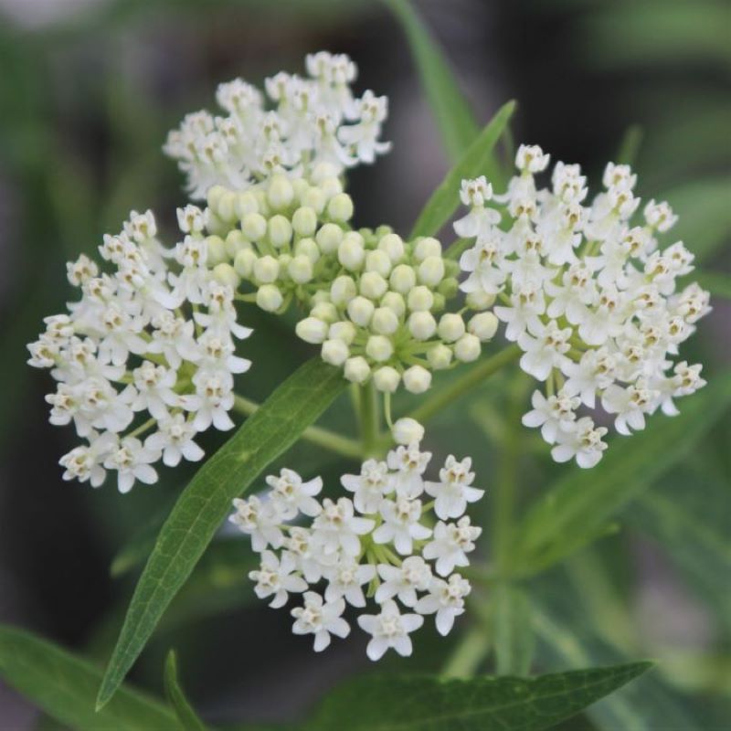 ASCLEPIAS ICE BALLET – Knippel Garden Centre