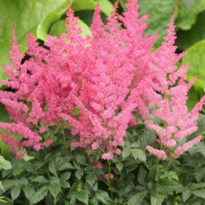 ASTILBE JUMP AND JIVE