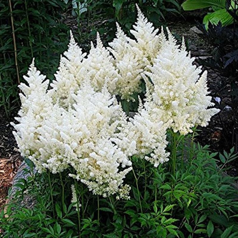 ASTILBE DONNA