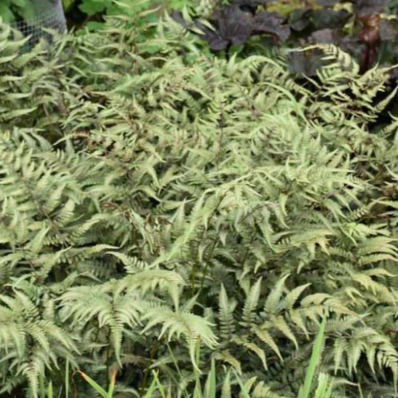 ATHYRIUM GODZILLA