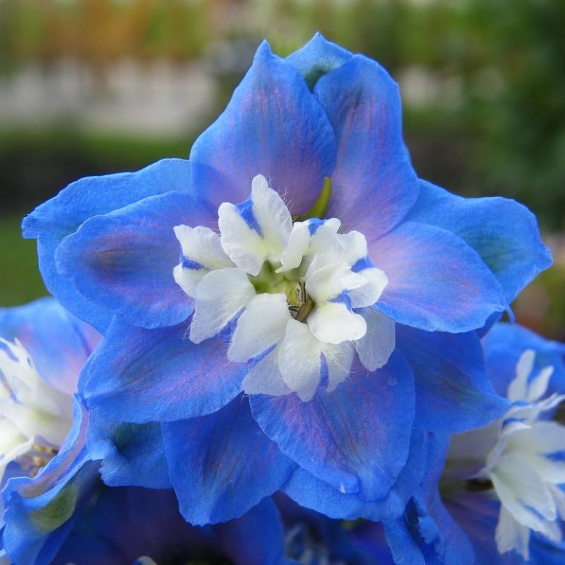 DELPHINIUM AURORA BLUE