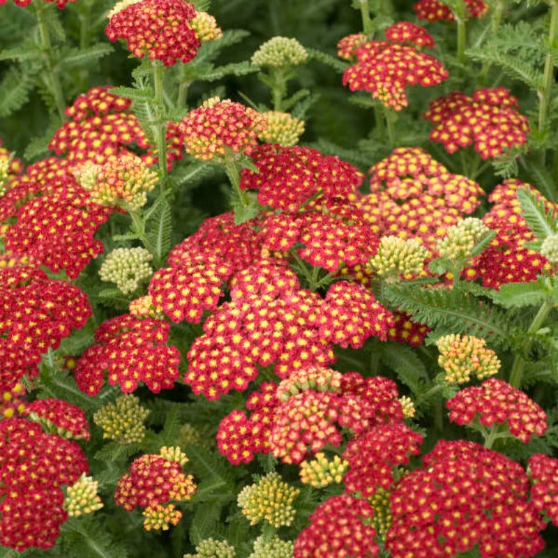 ACHILLEA STRAWBERRY SEDUCTION