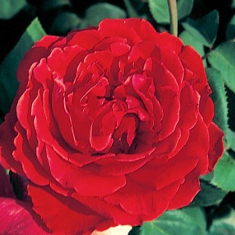 ROSE HYBRID TEA RITA MCNEIL