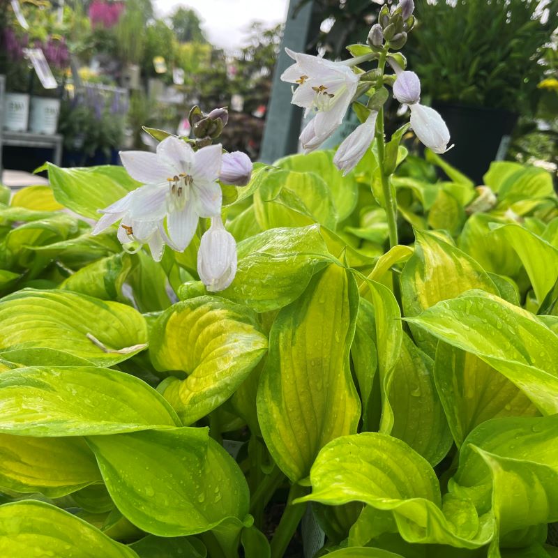 HOSTA LAKESIDE BANANA BAY