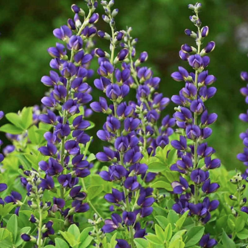 BAPTISIA SPARKLING SAPPHIRES