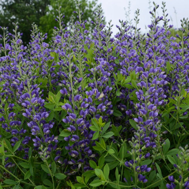 BAPTISIA BLUEBERRY SUNDAE