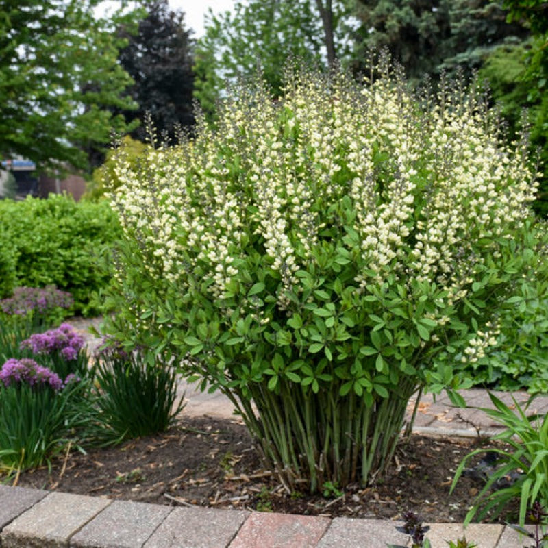 BAPTISIA VANILLA CREAM