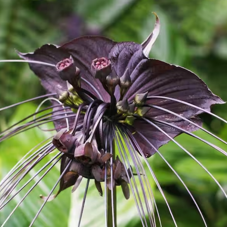 TACCA CHANTRIERI