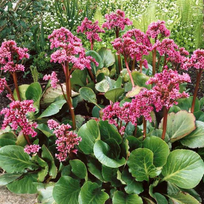 BERGENIA SHOESHINE ROSE