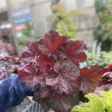 HEUCHERA BERRY SMOOTHIE