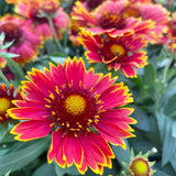 GAILLARDIA ARIZONA RED SHADES