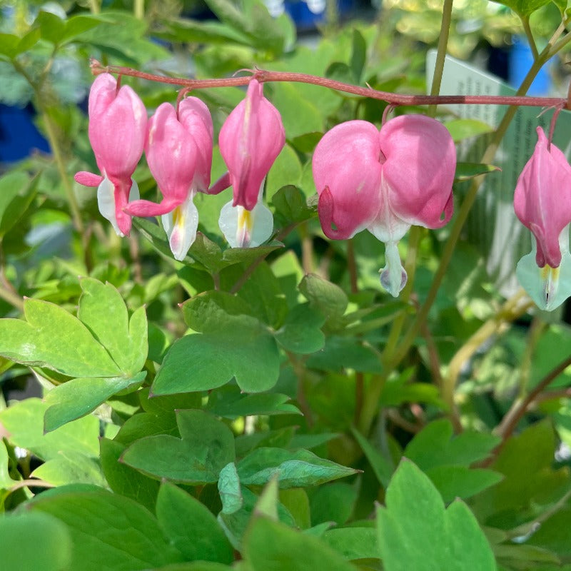 DICENTRA SPECTABILIS