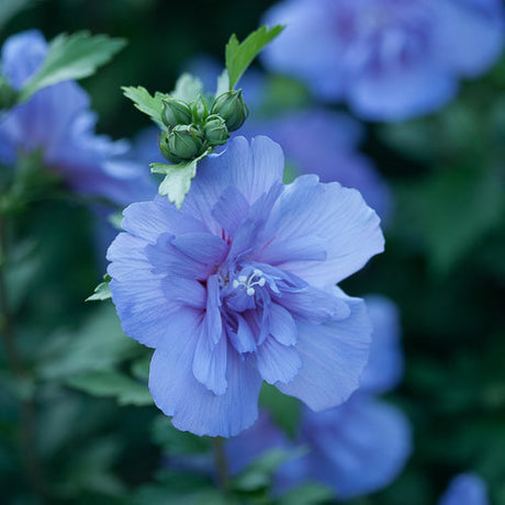 ROSE OF SHARON BLUE CHIFFON PW