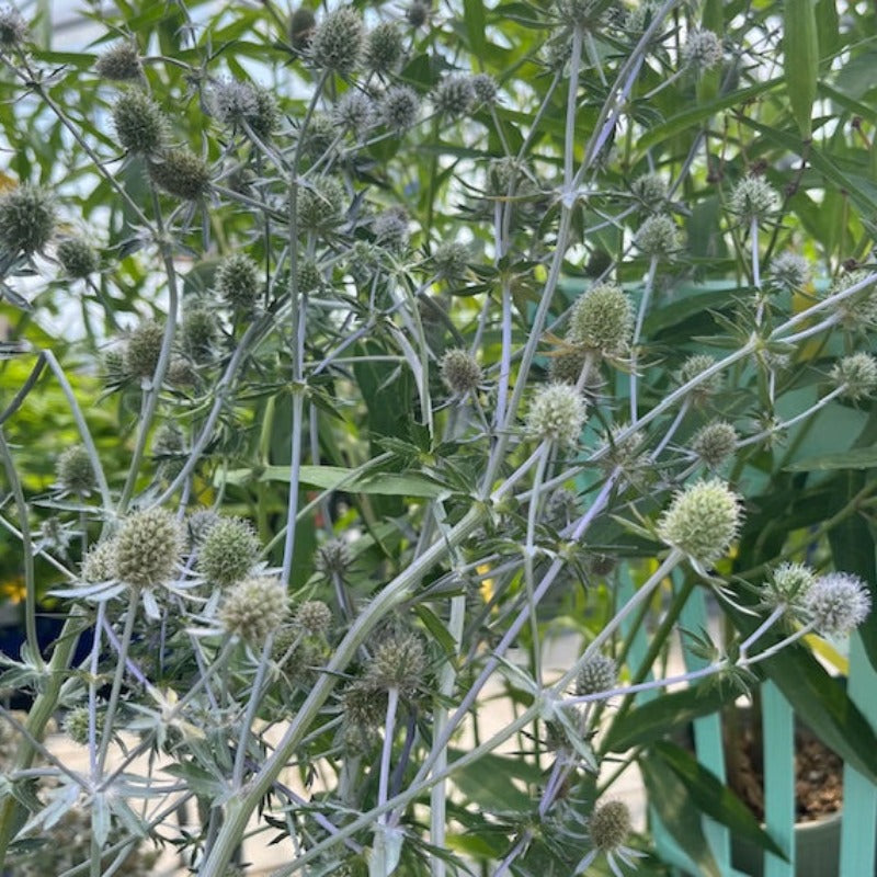 ERYNGIUM BLUE GLITTER