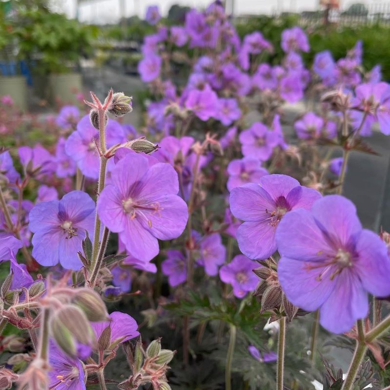 GERANIUM BOOM CHOCOLATTA