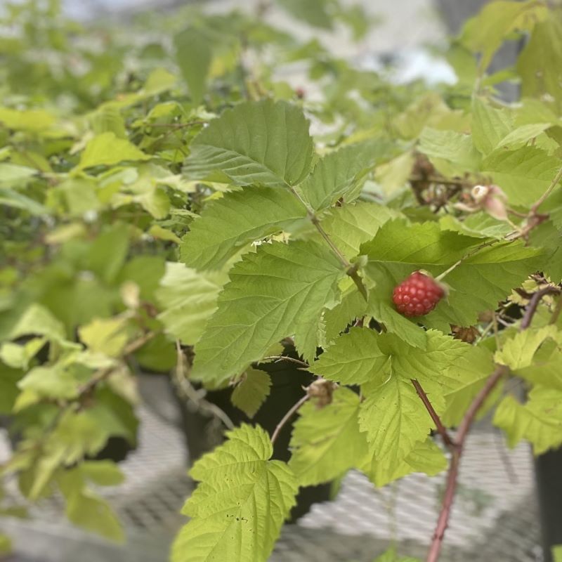 BOYSENBERRY