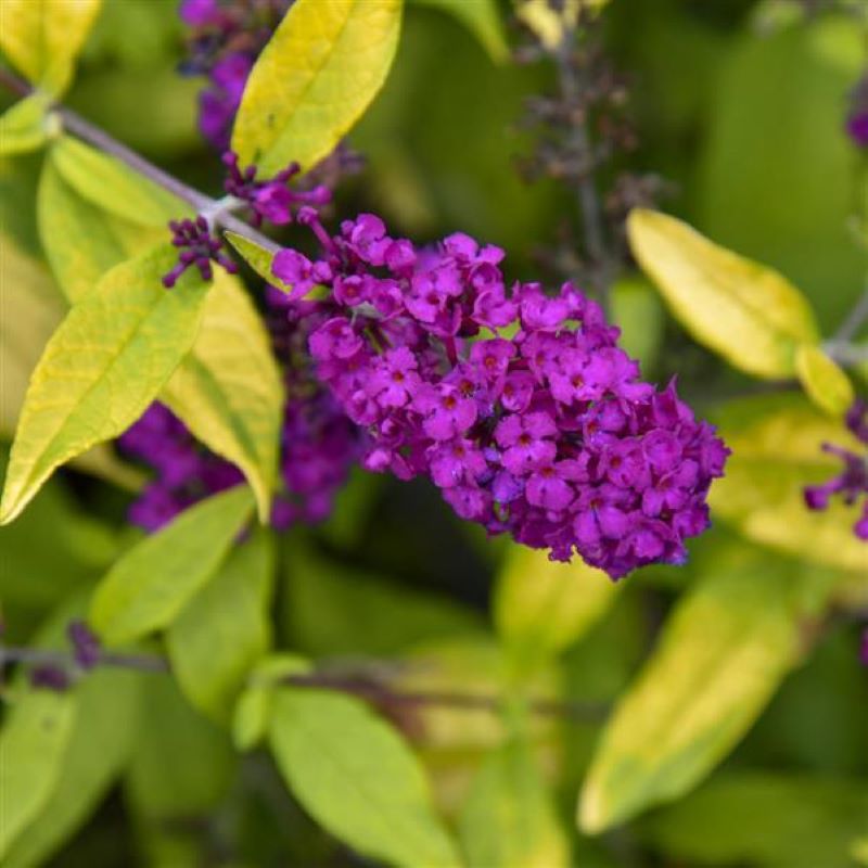 BUDDLEIA HUMDINGER GOLD DROP