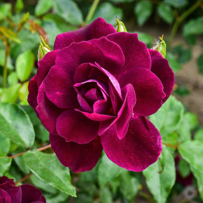 ROSE FLORIBUNDA BURGUNDY ICEBERG