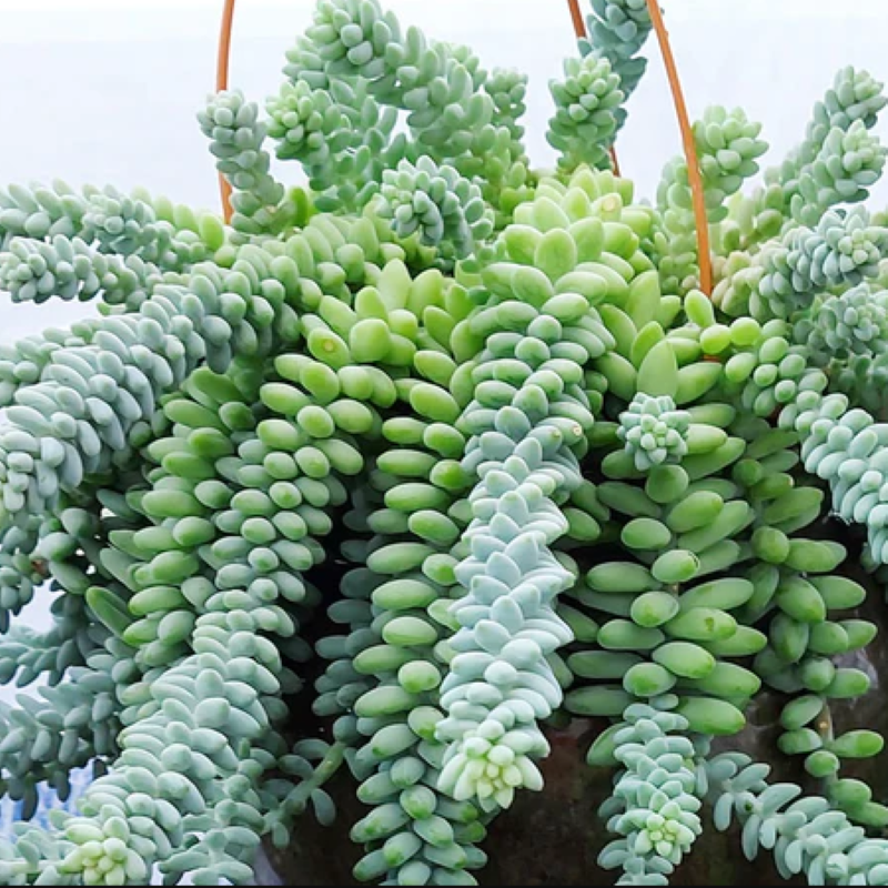 BURRO'S TAIL