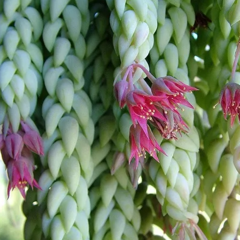 BURRO'S TAIL