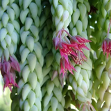 BURRO'S TAIL