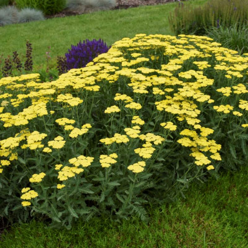 ACHILLEA SASSY SUMMER LEMON