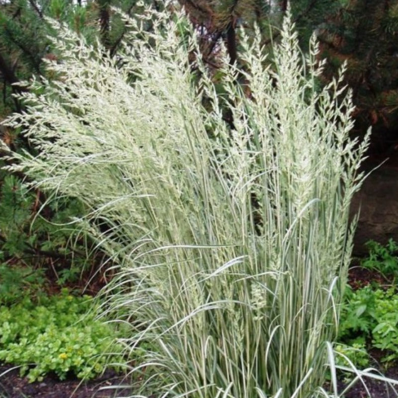 CALAMAGROSTIS OVERDAM