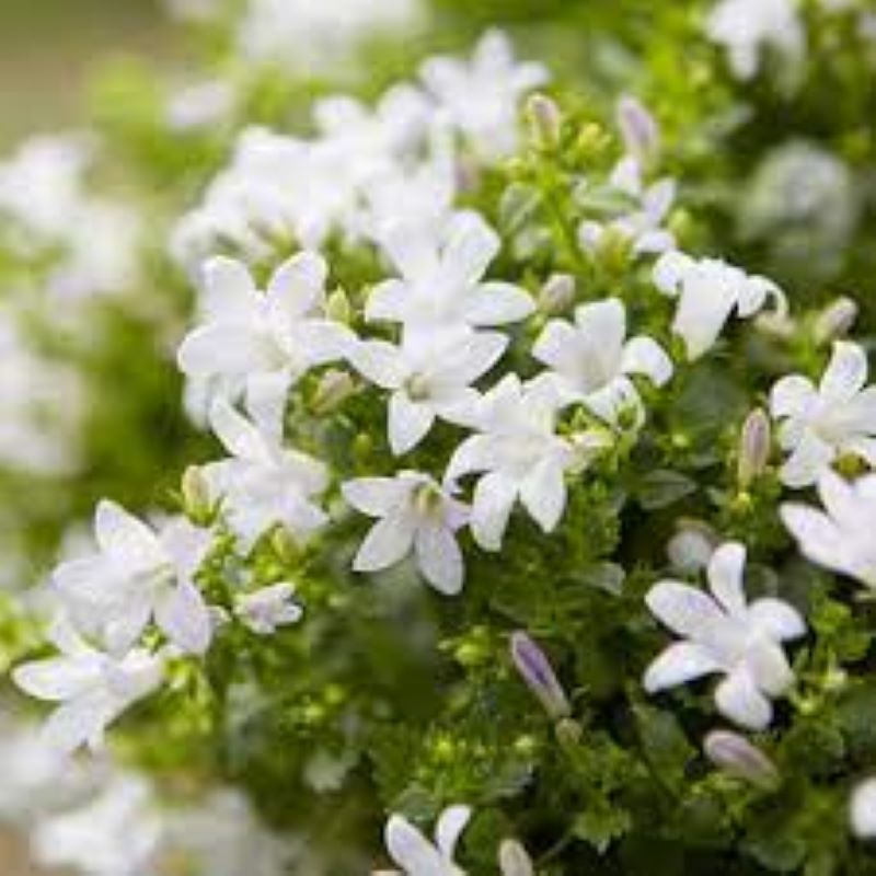 CAMPANULA AMBELLA WHITE