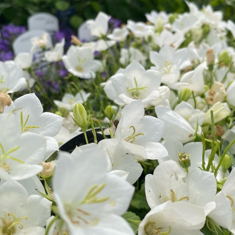 CAMPANULA RAPIDO WHITE