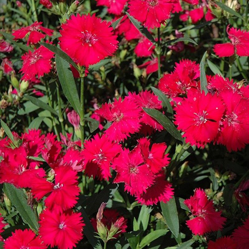 DIANTHUS CARMINE ROSE