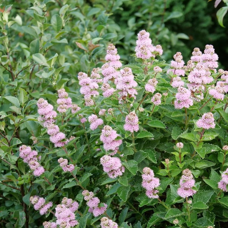 CARYOPTERIS PAVILLION PINK