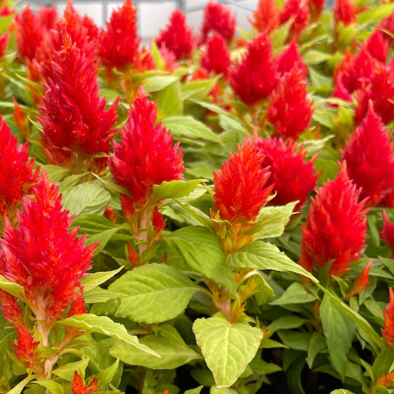 Celosia - Orange