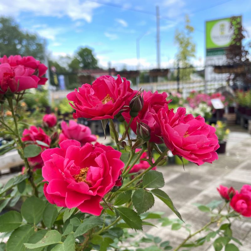 ROSE FLOWER CARPET MINI CHERRY