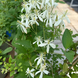 CLEMATIS PANICULATA