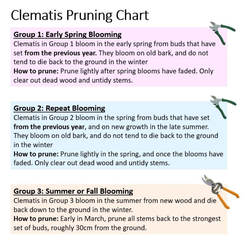 CLEMATIS DR.RUPPEL & PERRINS PRIDE