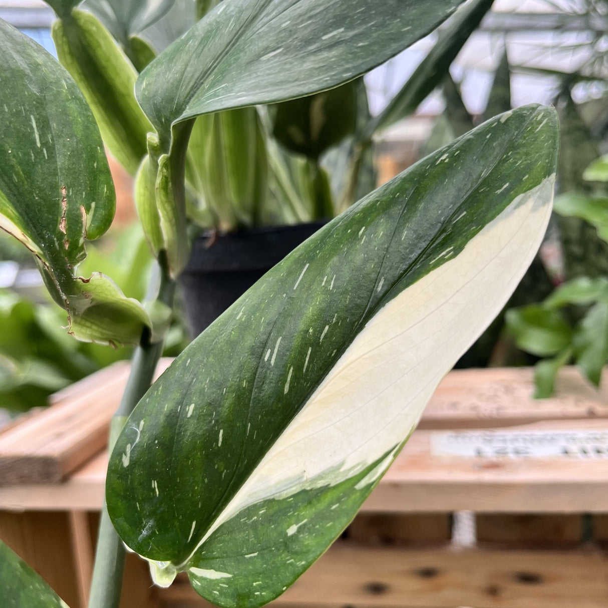 PHILODENDRON COBRA